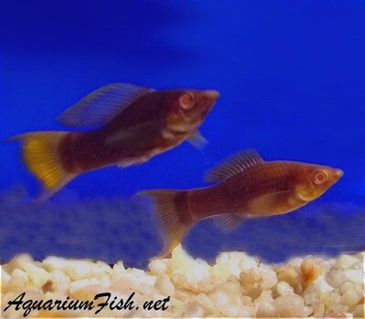 Premium, New and Rare, Cocoa Red Eye Lyretail Molly