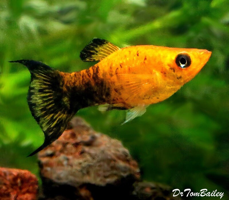 Premium Gold Panda Lyre Tail Molly, on SALE