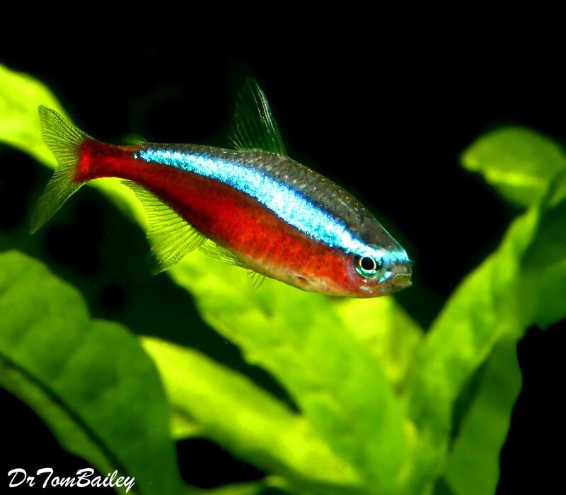 Premium Tank Raised, Cardinal Tetra, Nano Fish, on SALE