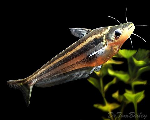 Premium Grasscutter Catfish