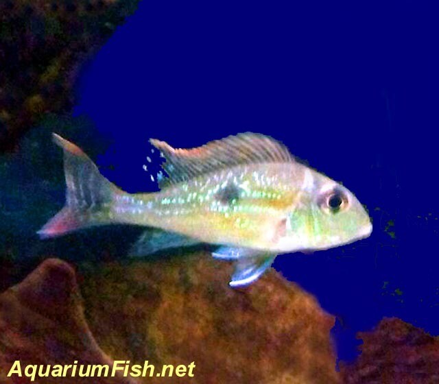 Premium, Rare, New, Geophagus Sveni Eartheater