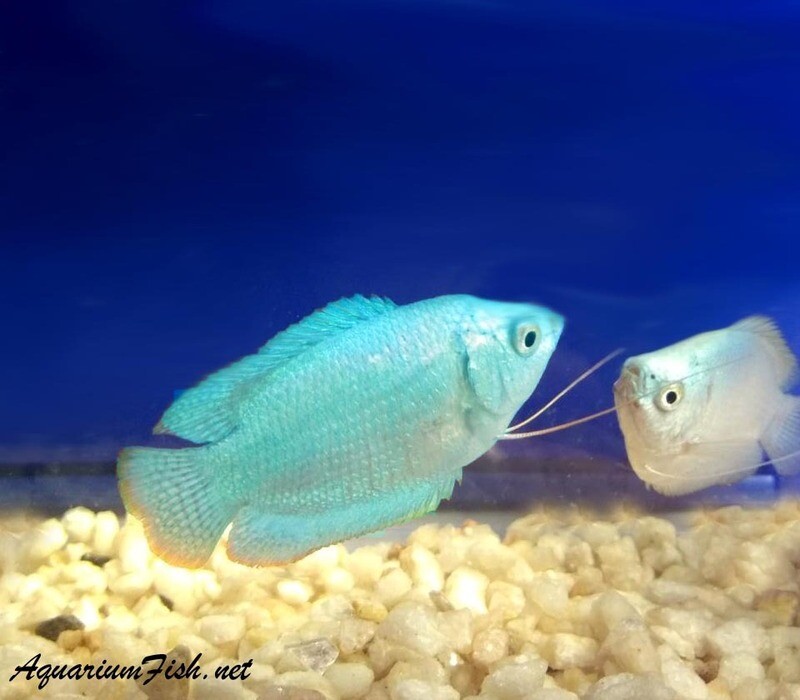Premium Young MALE Powder Blue Dwarf Gourami, on SALE