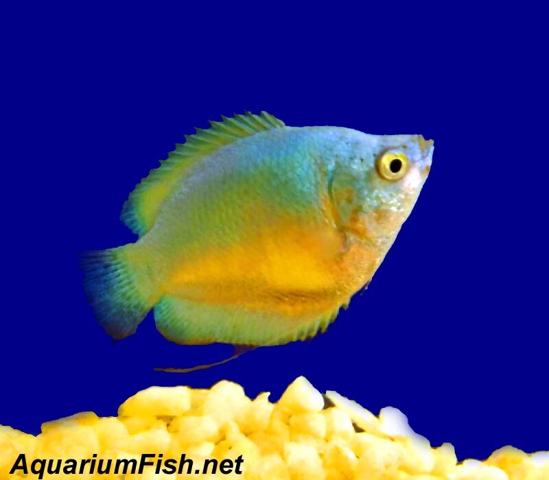 Premium  young FEMALE Powder Blue Dwarf Gourami, on SALE
