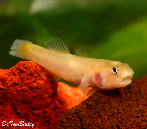 Premium Rare WILD Golden Desert Goby, Chlamydogobius eremium