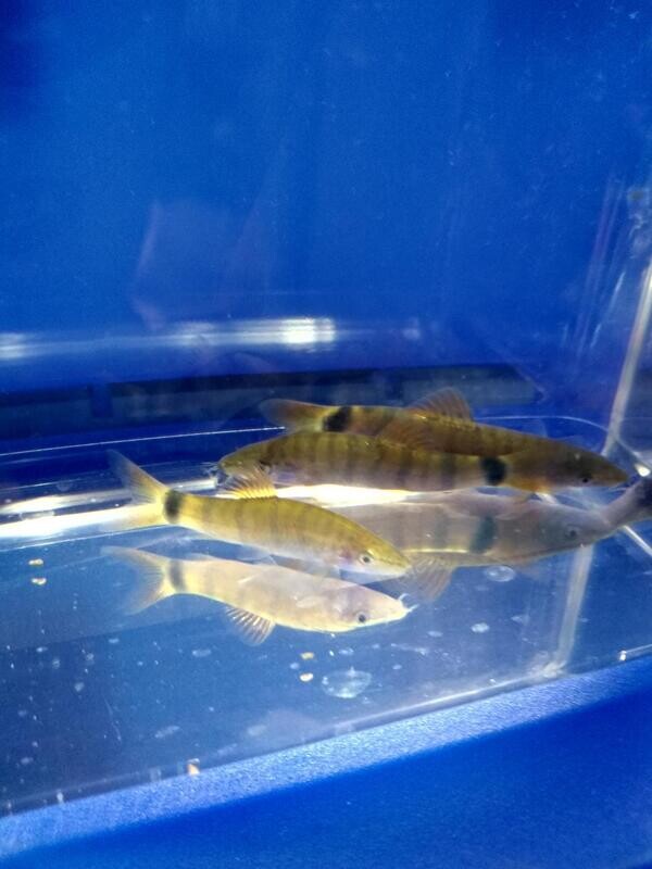 Premium RARE, WILD CAMBODIAN RED-TAIL TIGER BOTIA, on SALE- was $9.99