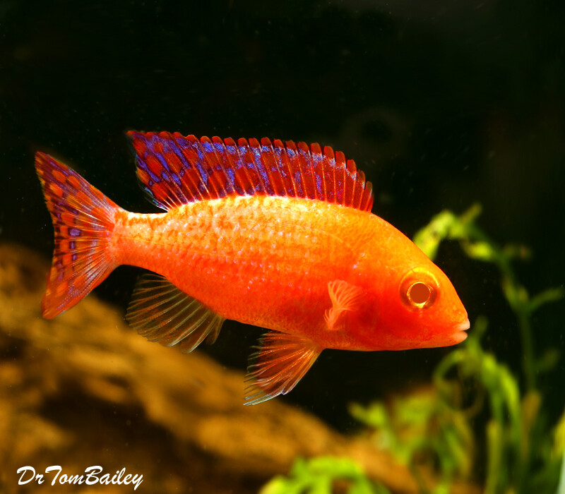 BABY Lake Malawi Albino Scarlet Peacock Cichlid, born here