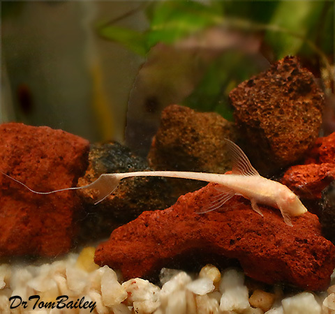 Premium New and Rare, Albino Royal Farlowella Catfish
