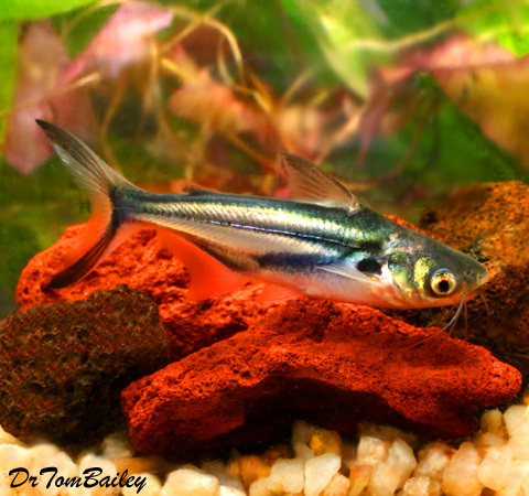 Premium New and Rare, Black Ear Pangasius Catfish