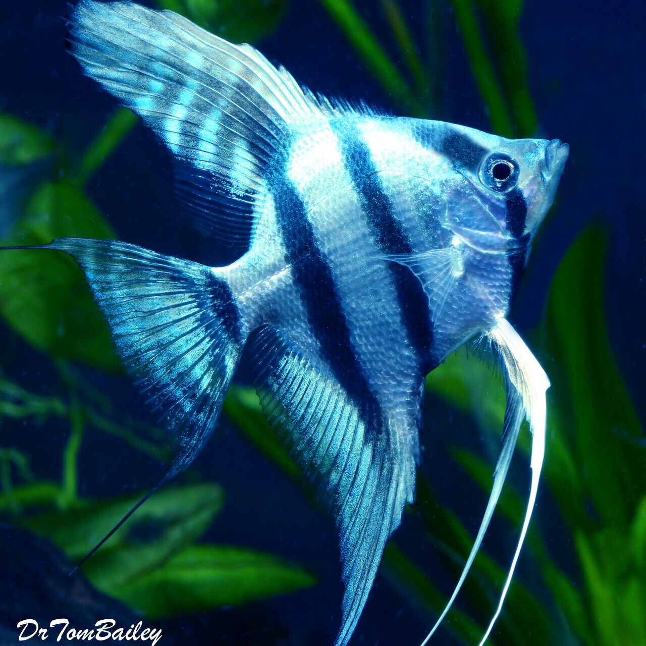 Premium Rare Blue Cobalt Angelfish, on SALE