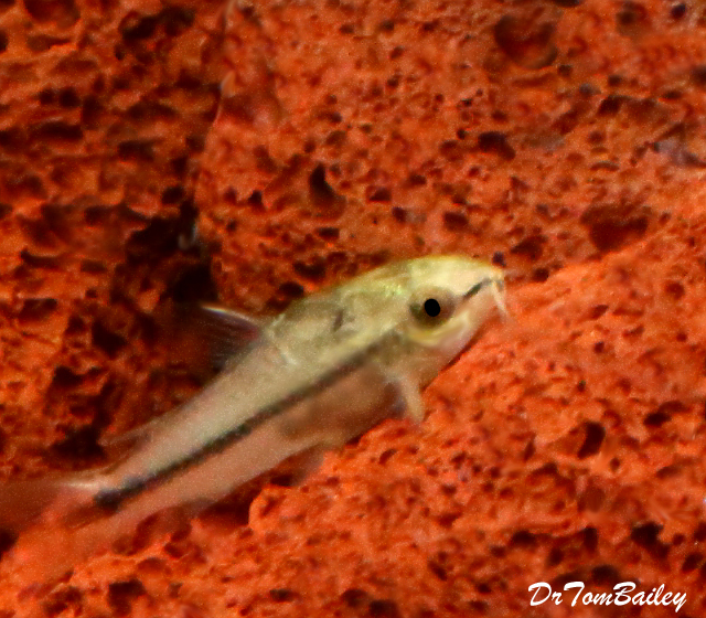 Premium Pygmy Cory Catfish, Nano Fish