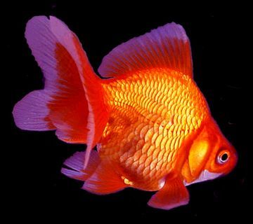 Premium Red Ryukin Goldfish