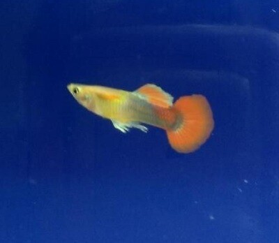 Premium MALE Blond Tux Fancy Guppy, on SALE