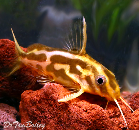Premium Rare Synodontis Flavitaeniatus Catfish