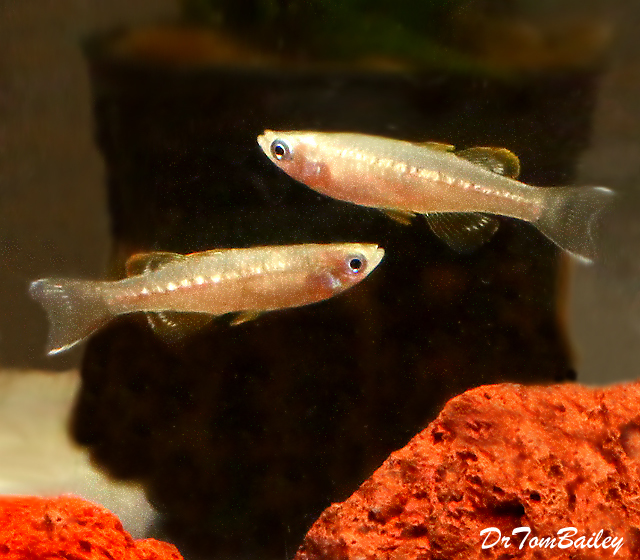Premium Tenellus BlueEyes, Nano Fish