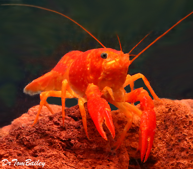 Premium Rare Neon Red Crayfish
