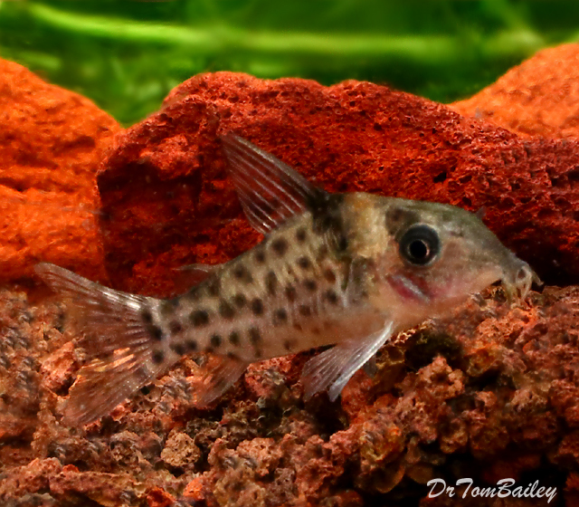 Premium WILD, New and Rare Ambiacus Corydoras Catfish