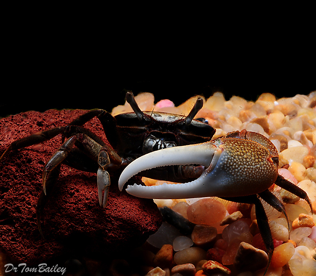 Premium WILD, Freshwater Gold Fiddler Crab