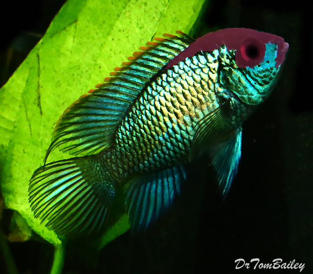 Premium Rare Metallic Blue Acara Cichlid, Also called Electric Blue Acara