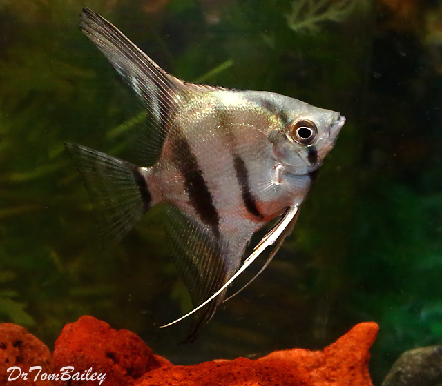 Premium New Rare, Peruvian Altum Angelfish