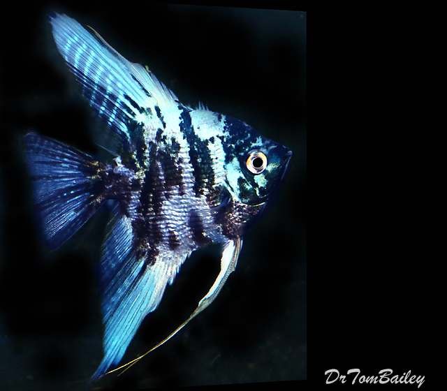 Premium Rare Marbled Blue Angelfish
