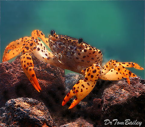 Premium Freshwater Panther Crab