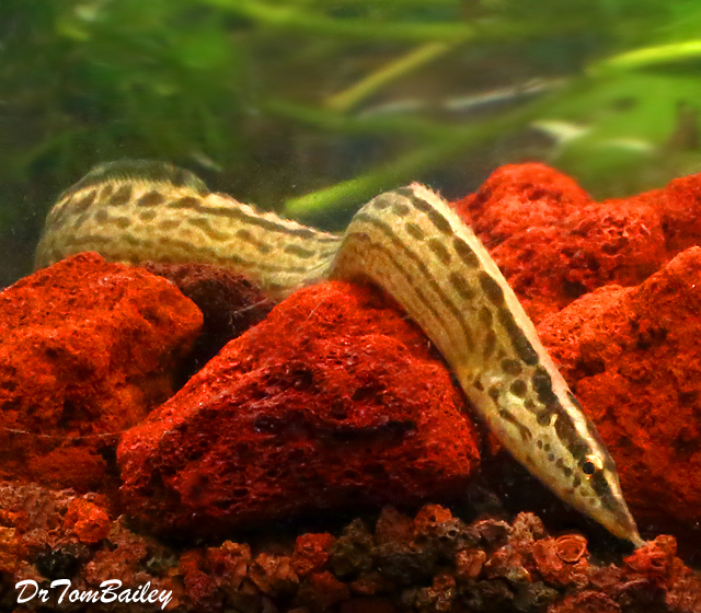 Premium Freshwater Tiretrack Eel