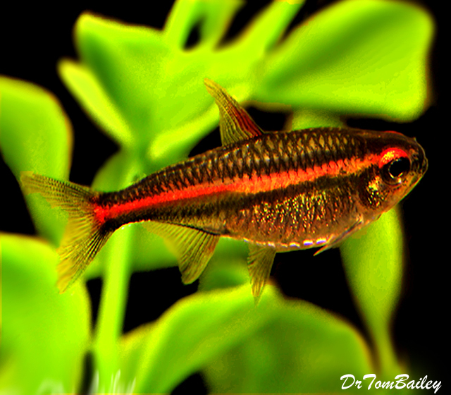 Premium Glowlight Tetra, Nano Fish