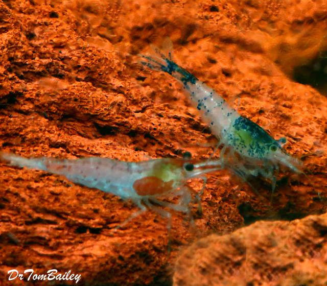 Premium Assorted Fancy Aquarium Shrimp, Nano Shrimp