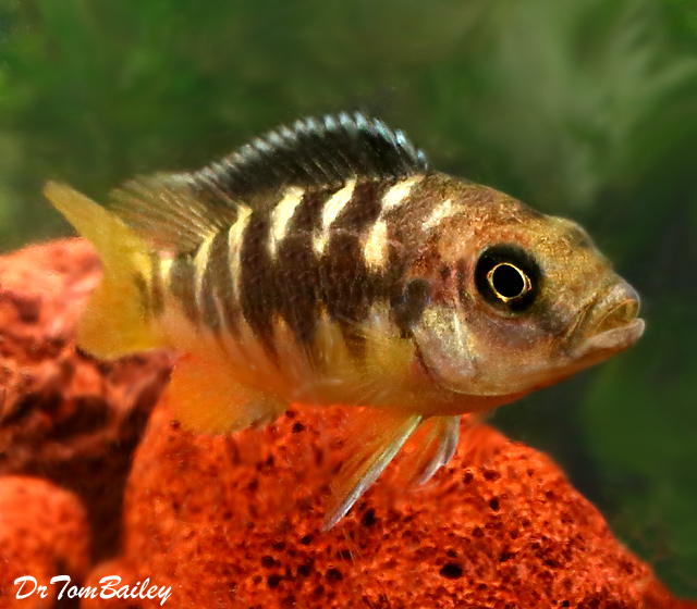 Premium Bumblebee Mbuna Cichlid from Lake Malawi in East Africa, on SALE - was $6.89