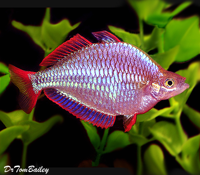Premium Neon Dwarf Rainbowfish, on SALE