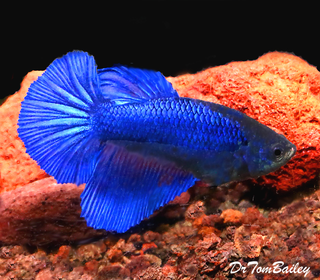 Premium FEMALE Blue Halfmoon Betta Fish