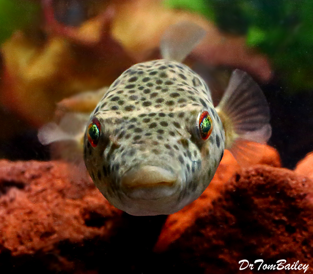Premium Rare Freshwater Abei Pufferfish