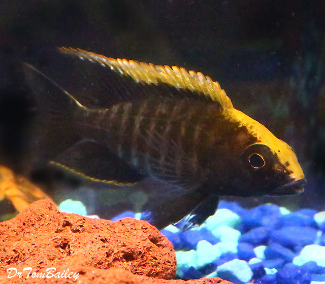 BABY Lake Malawi Sulfurhead Malawi Peacock Cichlid, on SALE