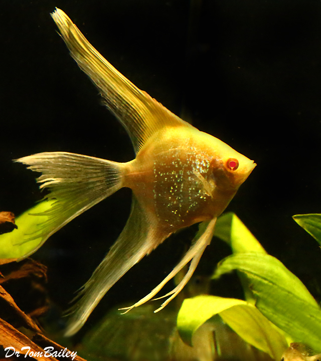 Premium Albino Veiltail Pearlscale Angelfish