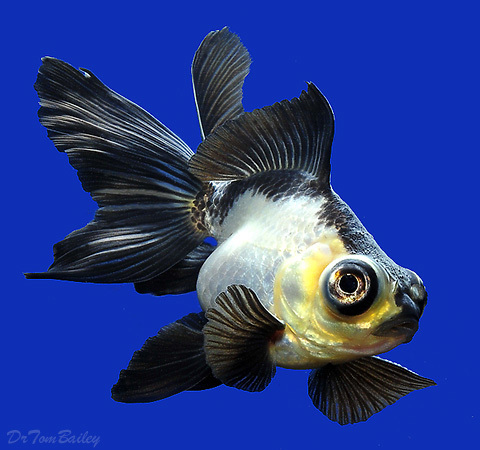 Premium Rare Panda Butterfly Tail Telescope Eye Goldfish