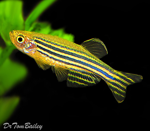 Premium Zebra Danio - on SALE
