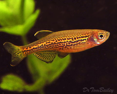 Premium Leopard Danio