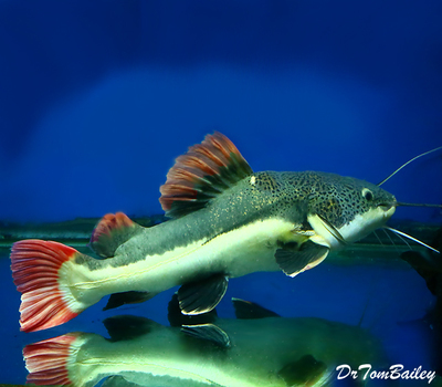 Premium Rare South American Redtail Catfish, can grow to be very large.