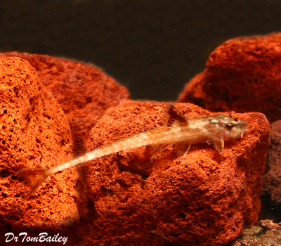 Premium Rare Red Lizard Catfish, L010A, L10A