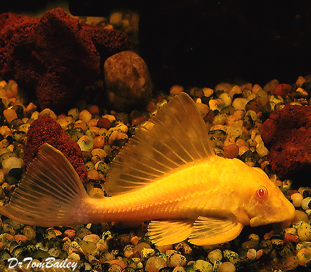 Premium Red-Eye Gold Marbled Sailfin Pleco