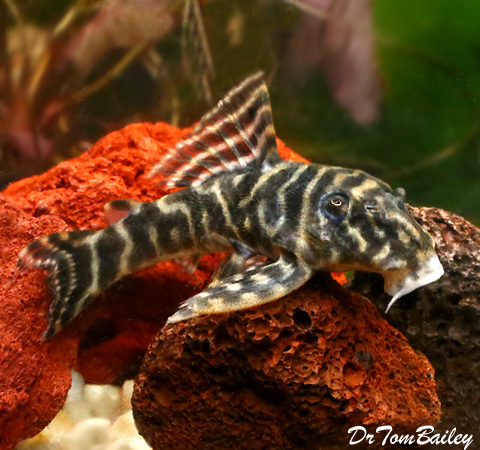 Premium, Rare, WILD, Chocolate Zebra Pleco