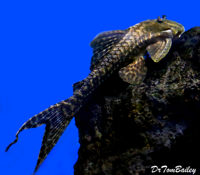Premium Rare WILD, Peruvian Lyretail Pleco, L351