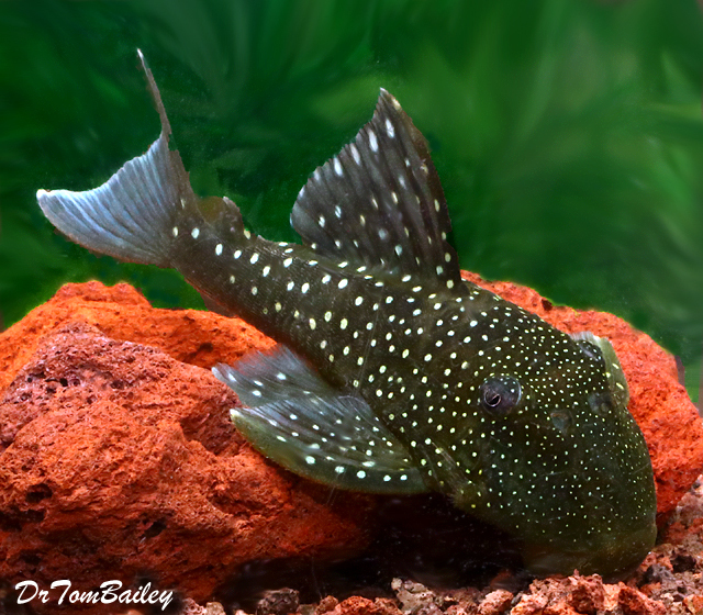 Premium WILD, Rare New, Blue Phantom Pleco