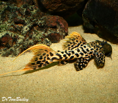 Premium New and Rare, WILD, Titanic Pleco, L273