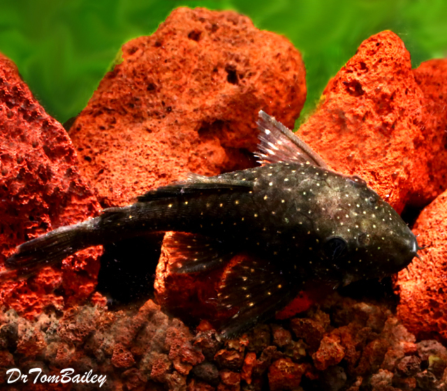 Premium WILD, Spotted Bristlenose Pleco, L-255