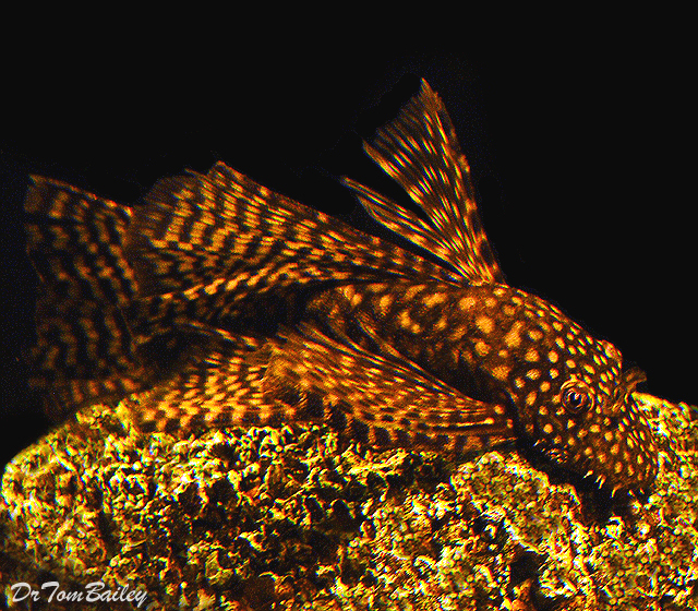 Premium Chocolate Longfin Bushymouth Pleco