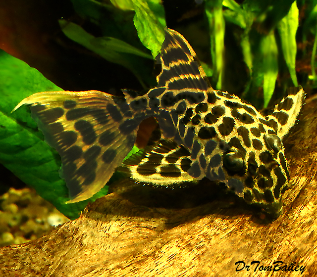 Premium New and Rare, WILD, Leopard Cactus Pleco