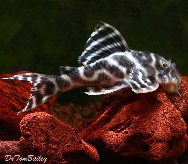 Premium Rare, Yellow King Tiger Pleco, L333, Tank Raised