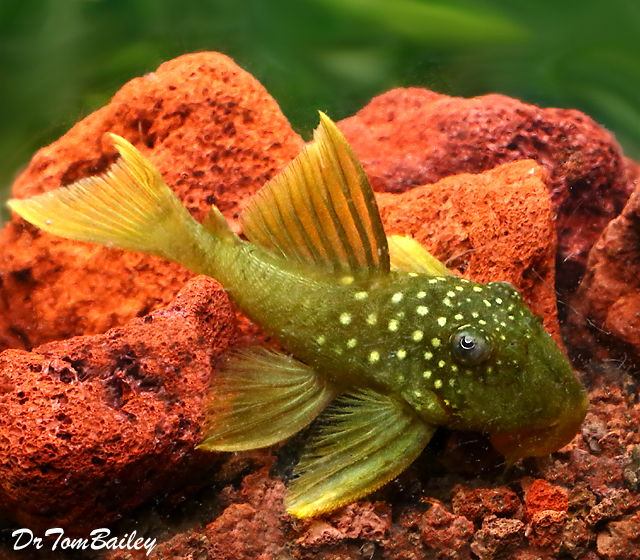 Premium WILD, Rare New, Green Phantom Pleco., Baryancistrus demantoides, L200
