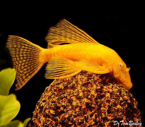 Premium Gold Longfin Pleco